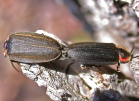 Winter Firefly